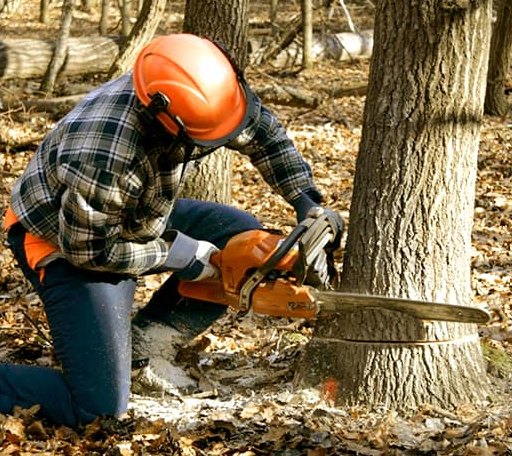 Tree Removal in East Glacier Park, MT